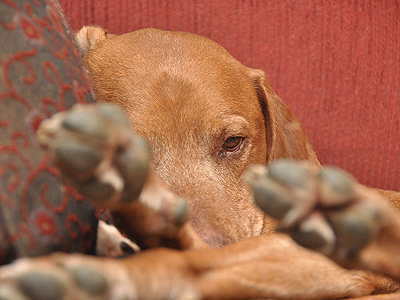 A pooped Thunder!  This Vizsla dog drifts off to sleep and dream of BIRDS!