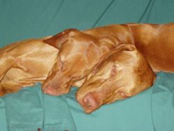 Vizslas Kosmo and Remus cuddle during naptime