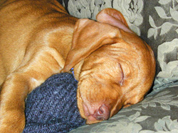 Vizsla puppy Remus sleeping