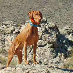 Beautiful Vizsla Remus waiting for us to catch up