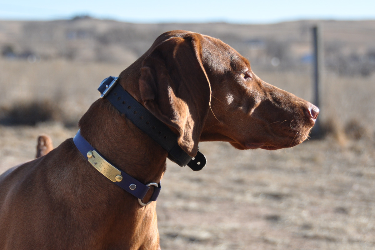 Vizsla Amante is ready to run!