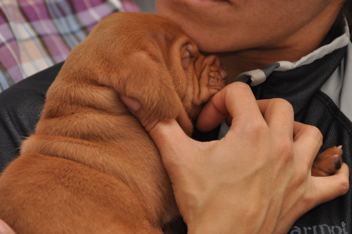 16 day old Vizsla puppy Change is up for a good cuddle