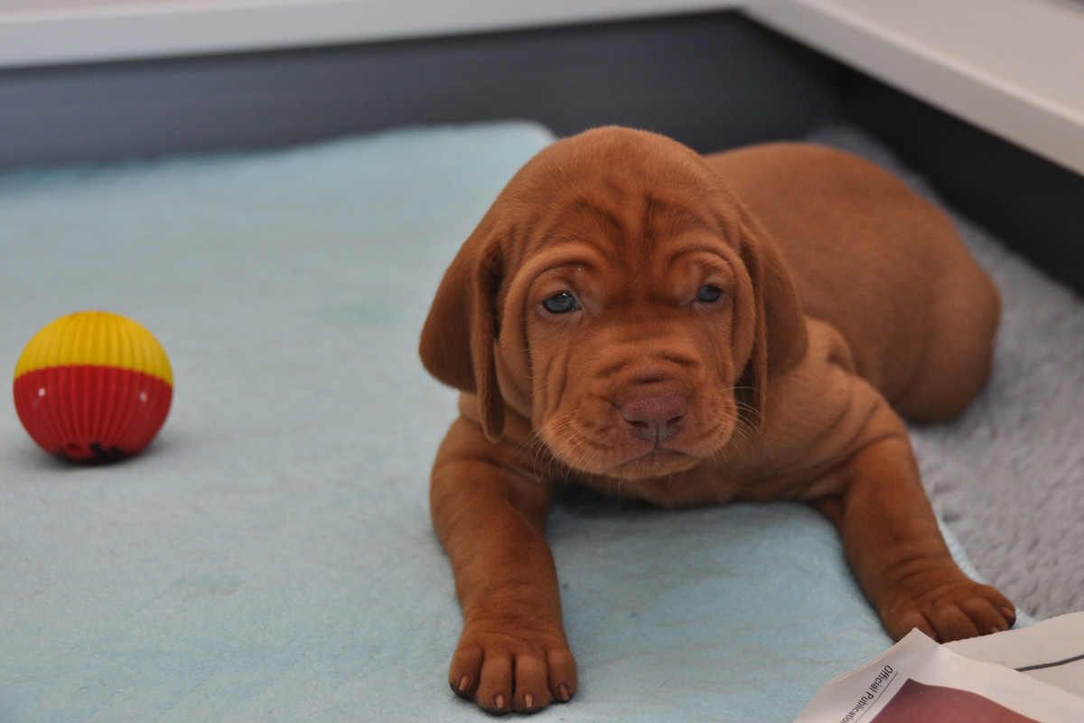 Vizsla puppy Change just chilling in the whelping box