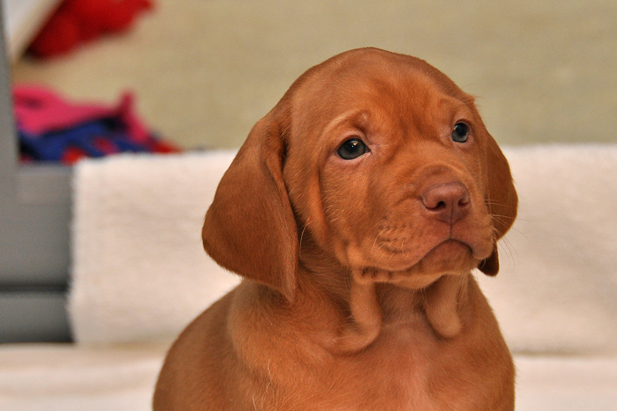 Change-Sweet little Vizsla boy