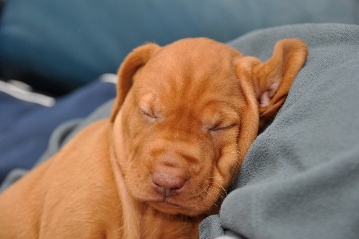 Vizsla puppy Change napping