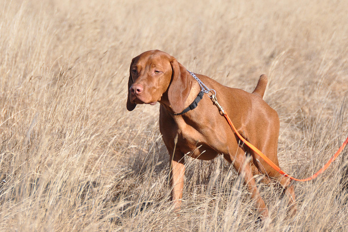 Handsome Vizsla pup Guinnes on point