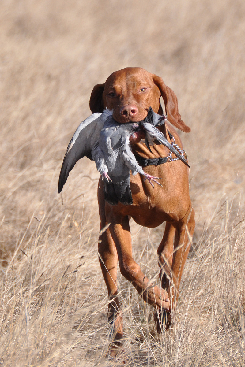 Guinness retrieving