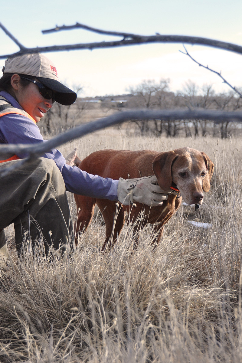 Reminding Vizsla Veteran Mosey she must hold her point