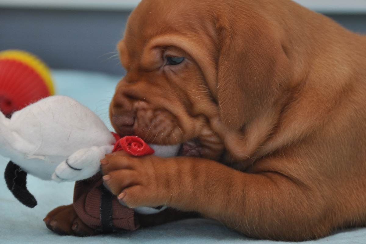 Vizsla puppy Hope learning to play with toys