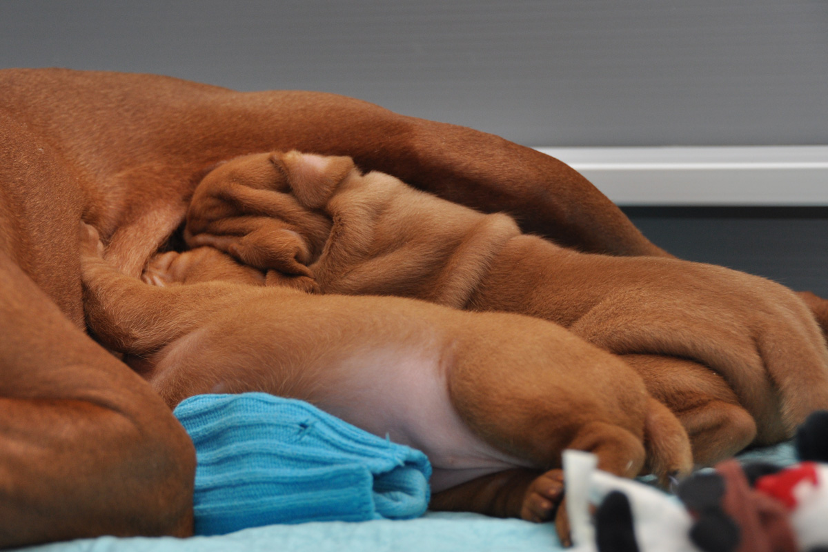 16 day old Vizsla pups Hope and Change belly up to the milkbar