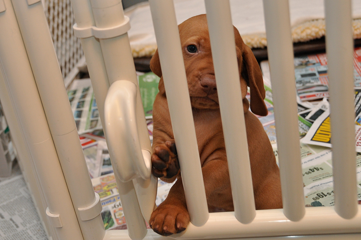 Change - 'Help a Vpuppy out!'