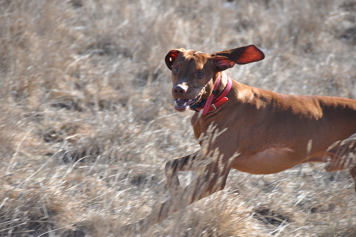 Vizsla Kosmo enjoys his training