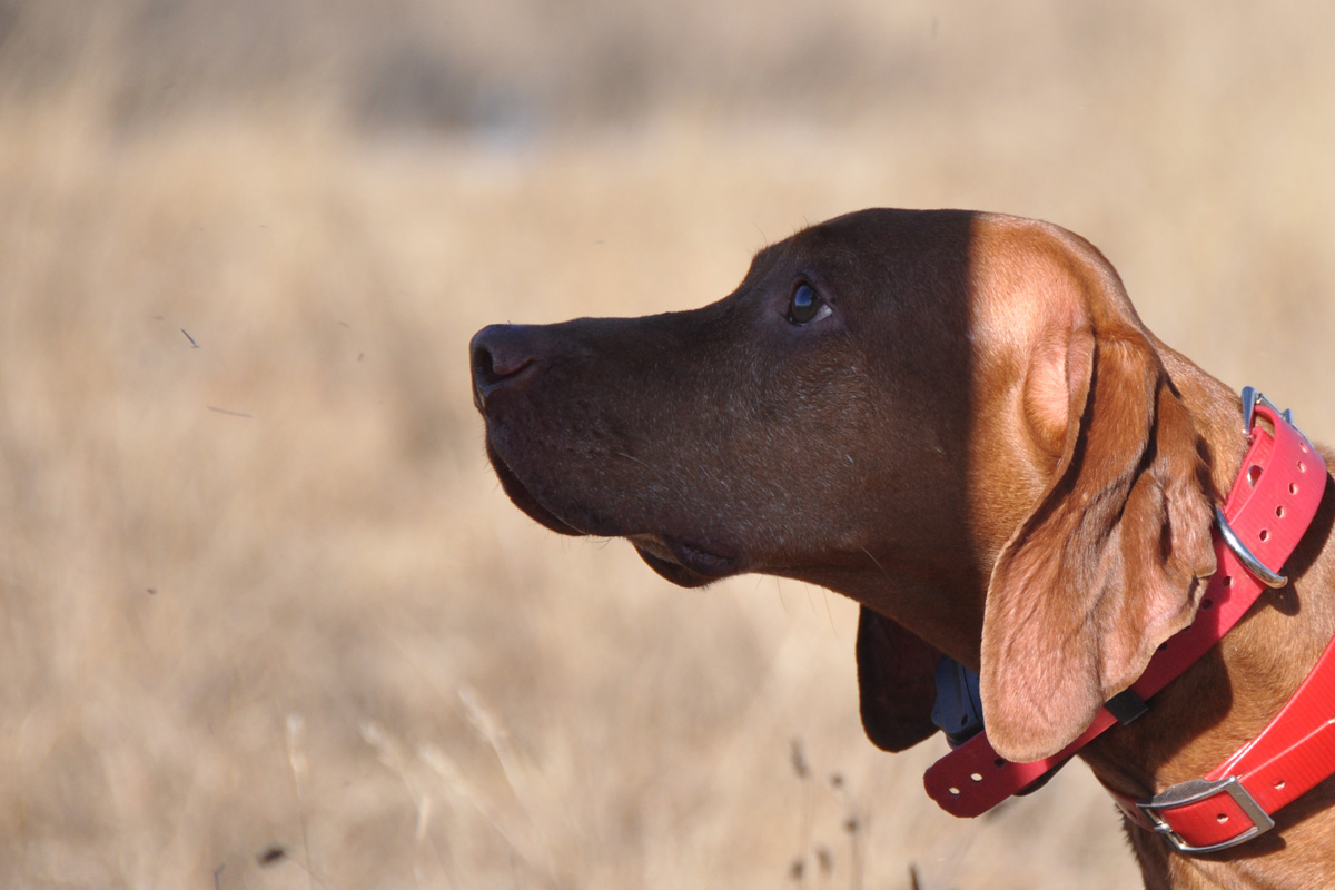 Vizsla Kosmo asks 'So, can I retrieve the bird already?'