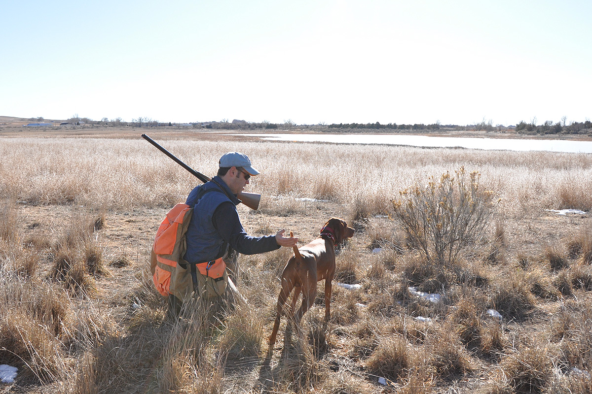 Aaron honors Vizsla Kosmo's point