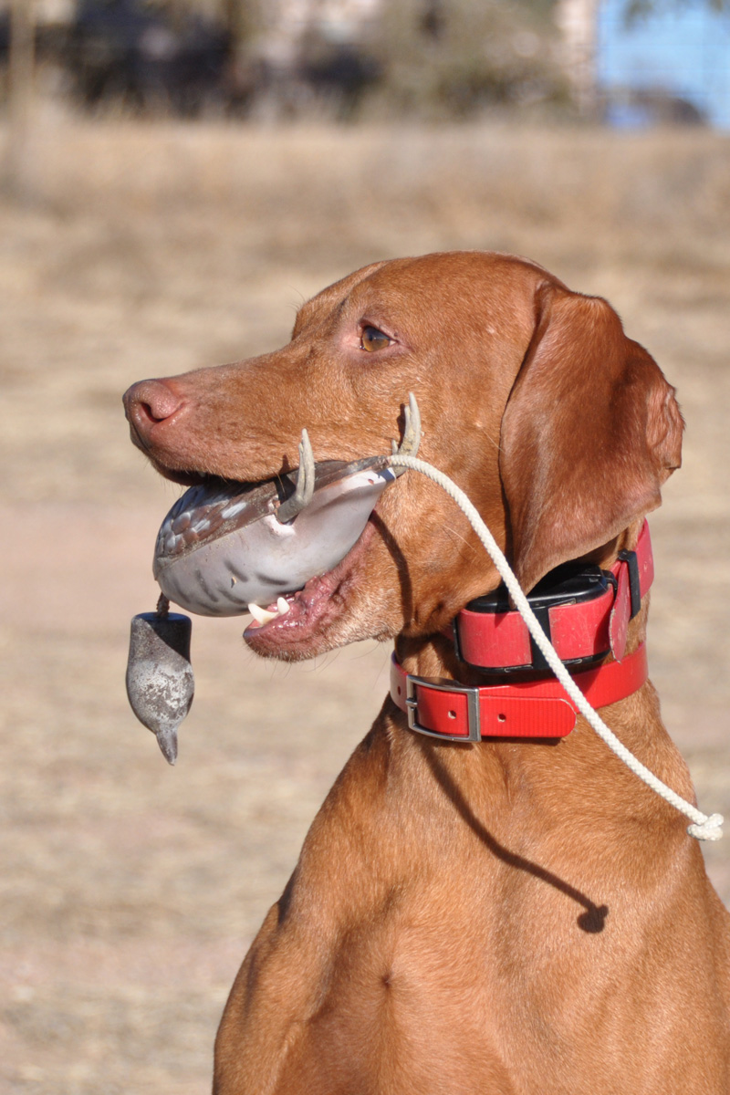 Vizsla Kosmo practicing trained retrieve