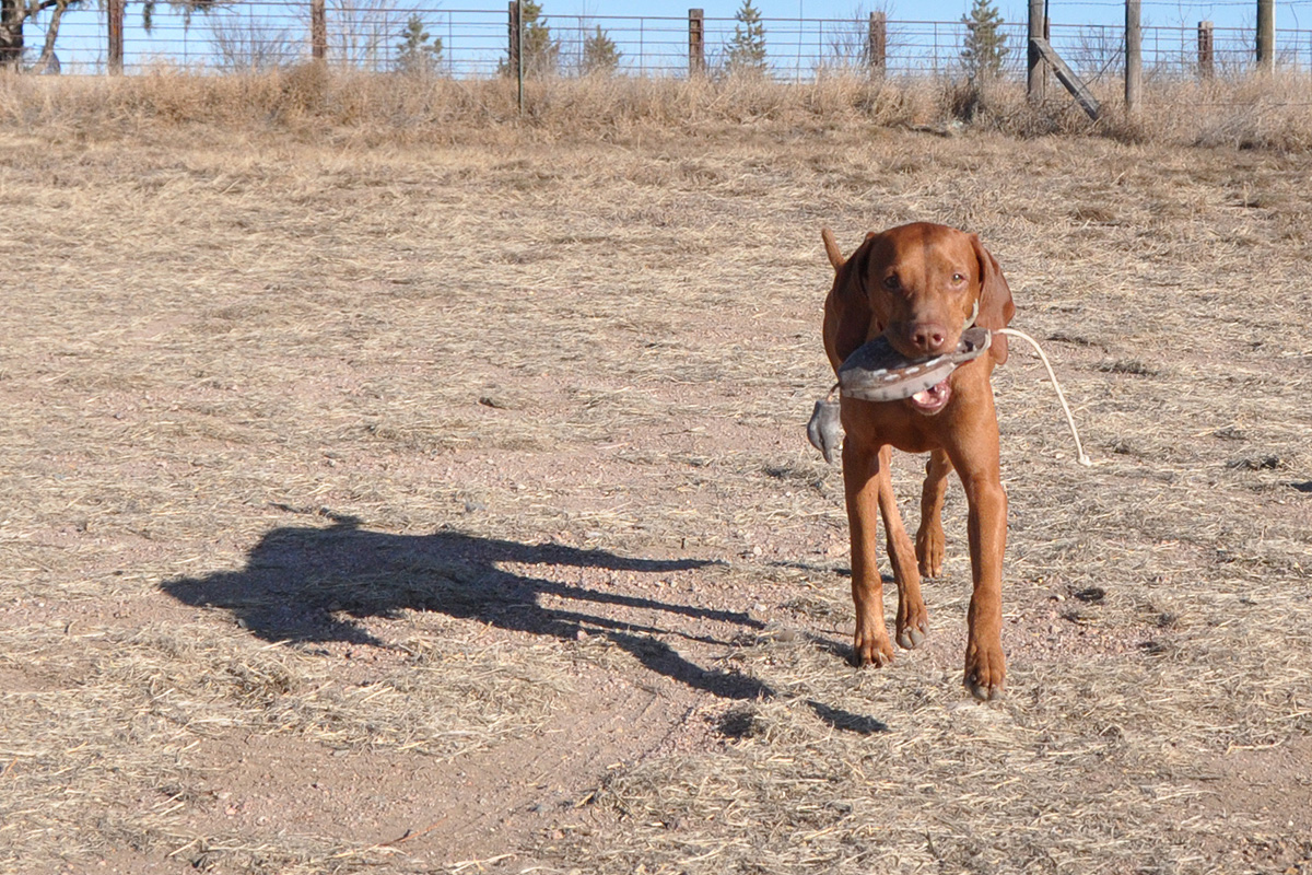 Kosmo retrieving a dummy quail
