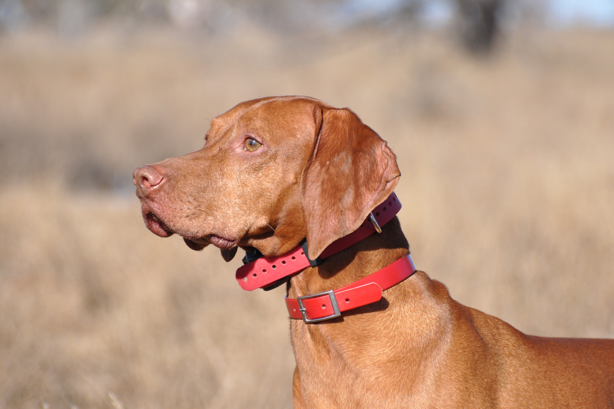 Vizsla Kosmo steady through the shot
