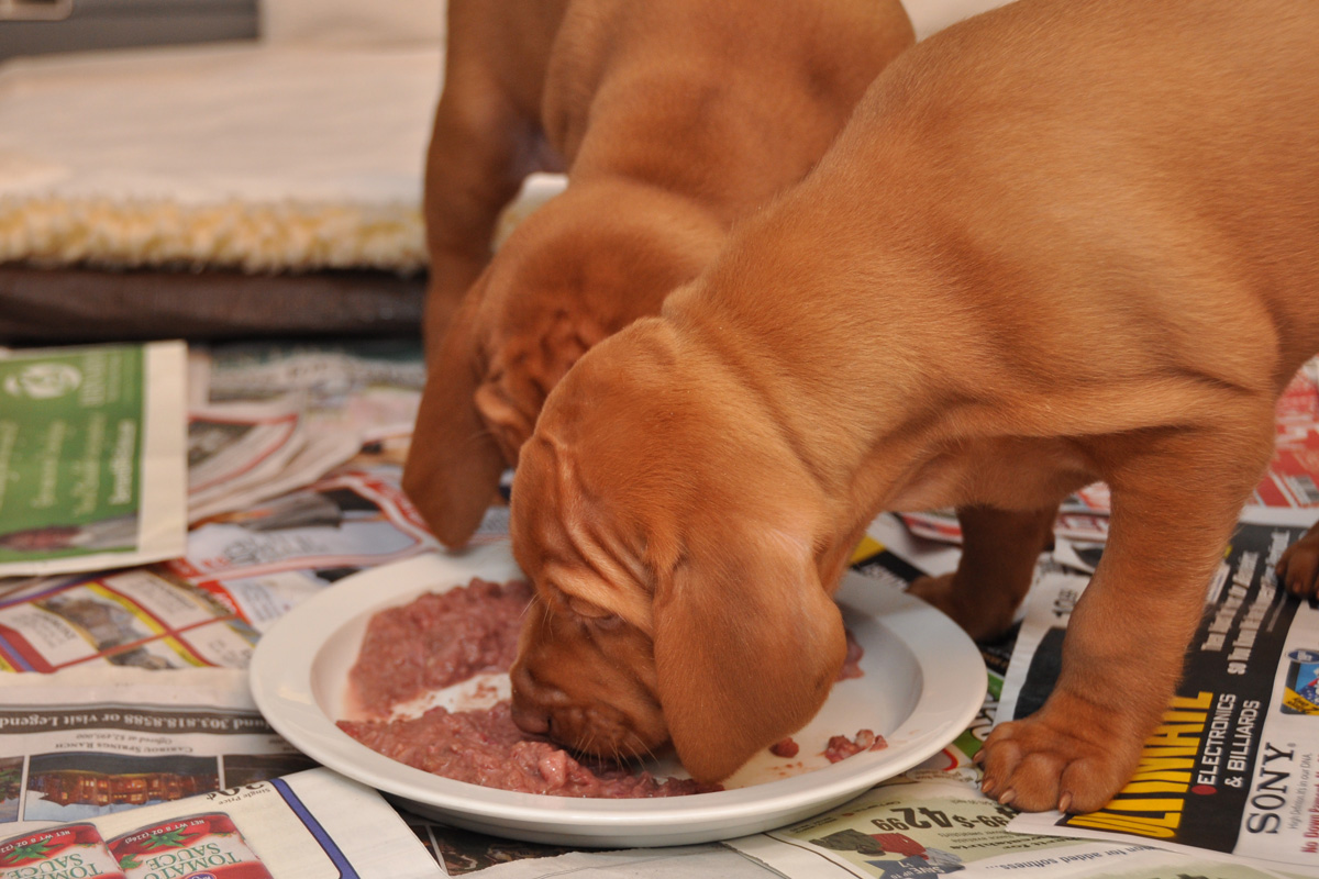 Vizsla pups learning to eat a raw diet