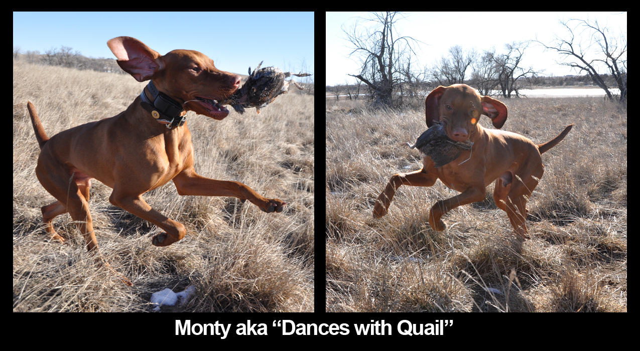 Monty aka 'Dances With Quail'