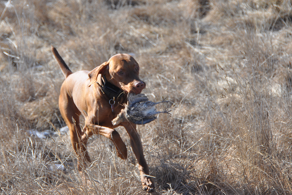 Vizsla pup Monty retrieving a quail