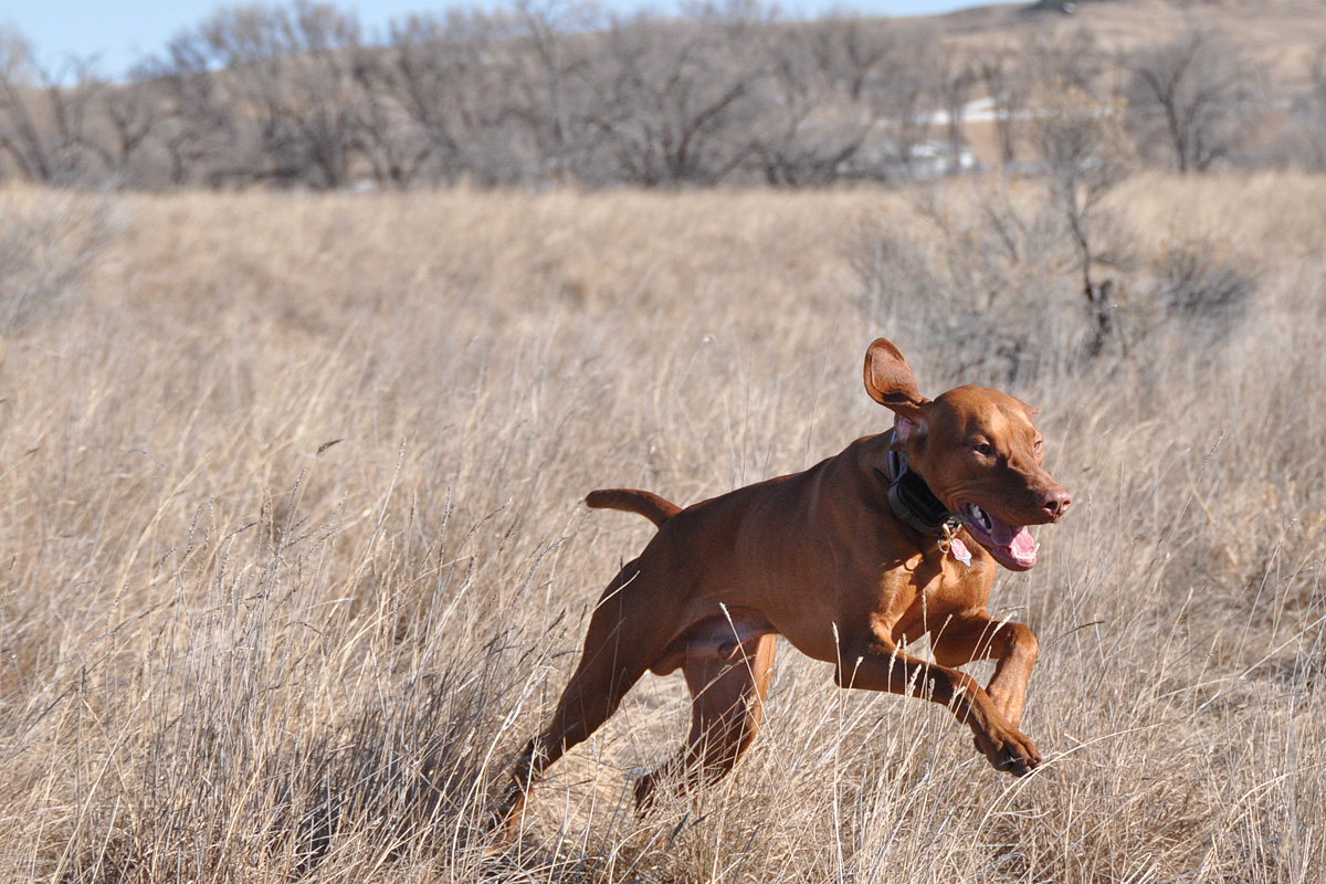 Vizsla pup Monty is having a GREAT time!