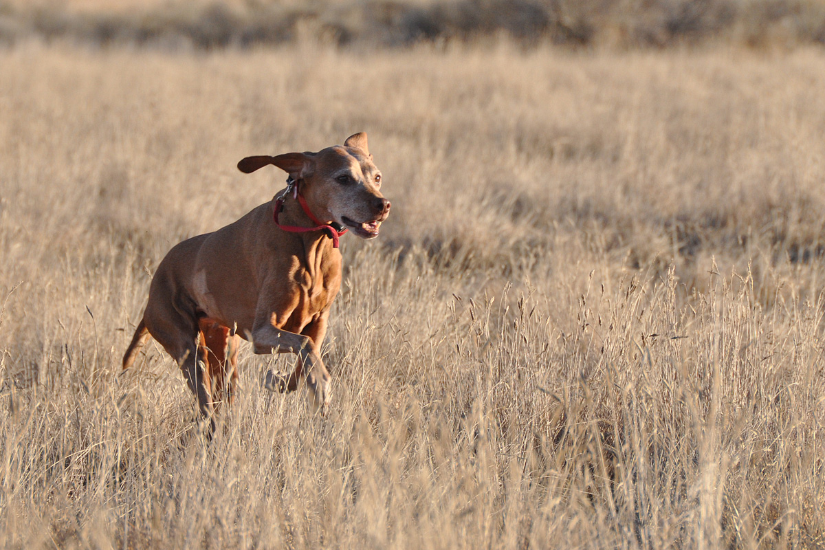 12 year old Mosey still hunting hard