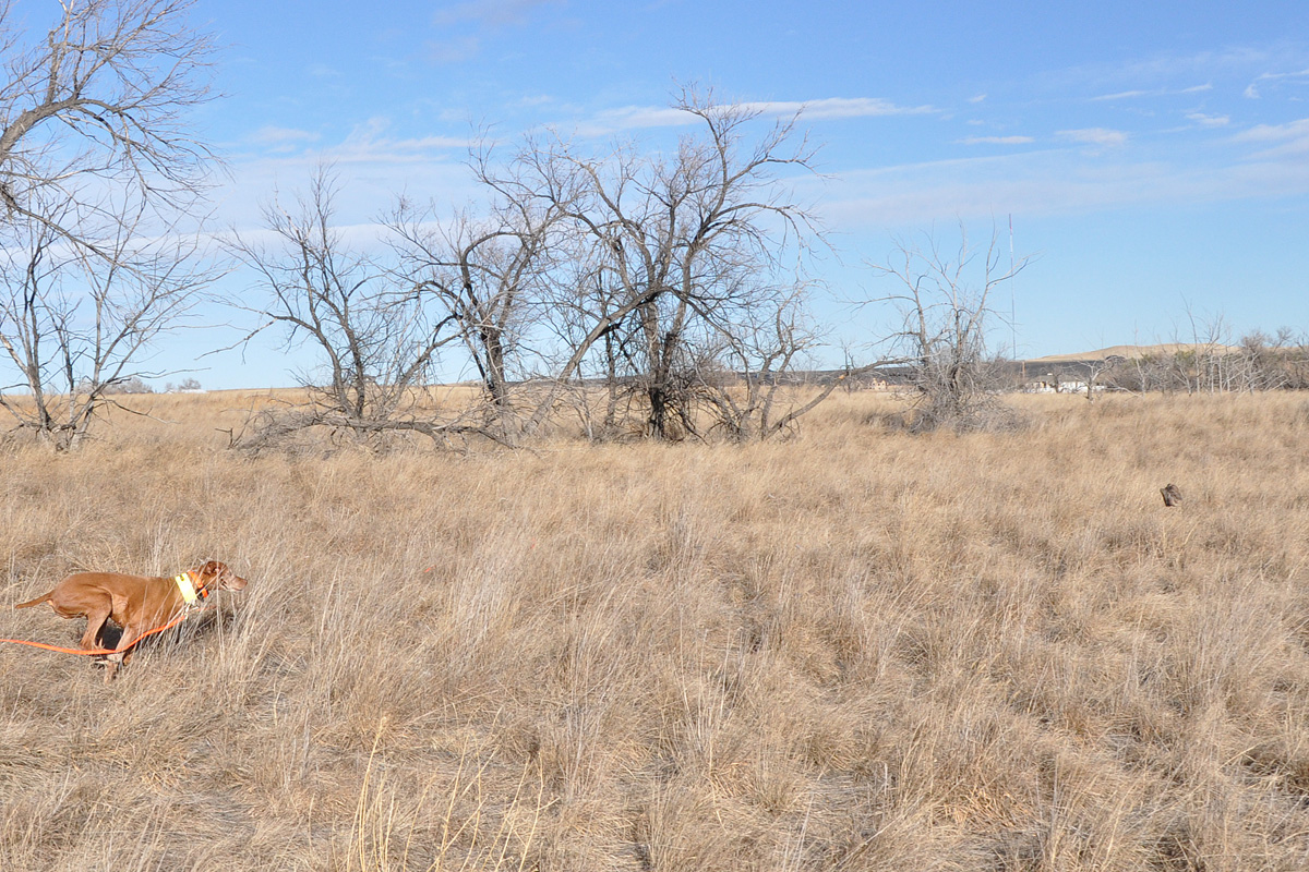12 year old Vizsla Mosey running down a quail