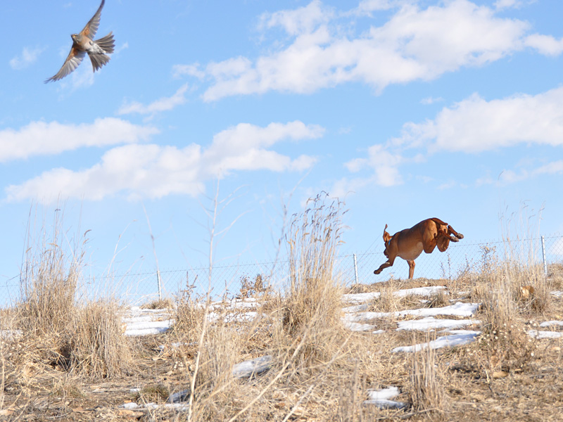 Trip - It's okay to chase tweeties!