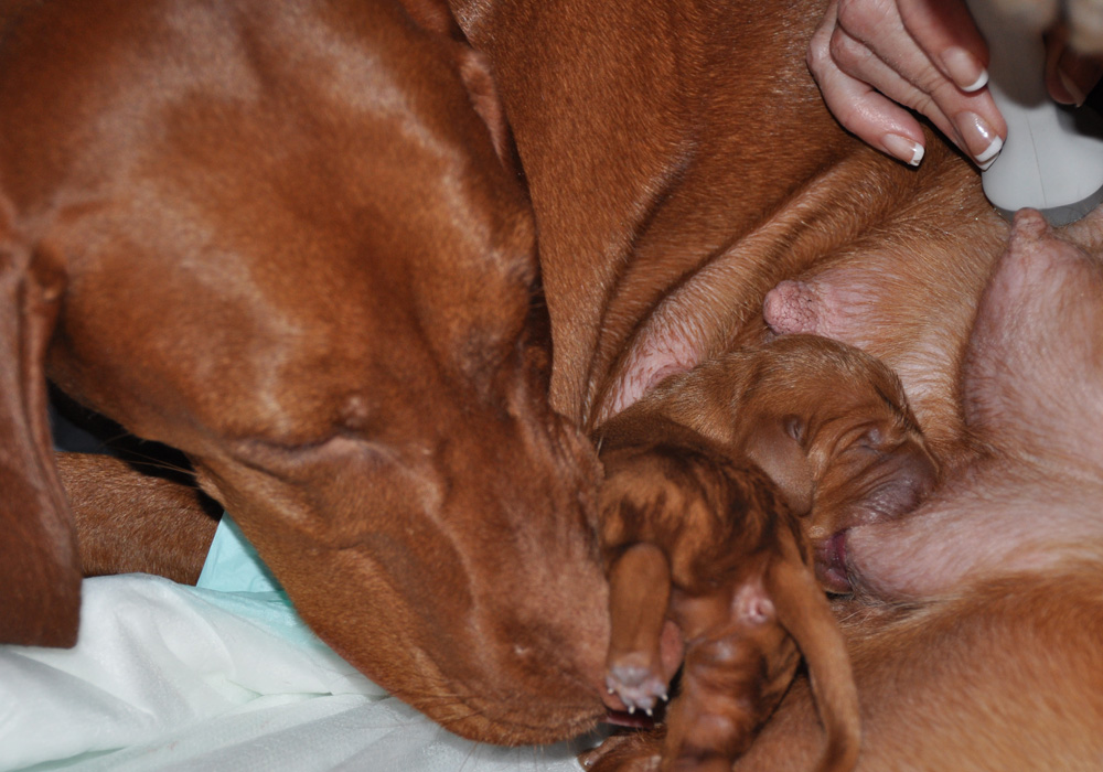 Mama Suede nursing her baby girl while Judy listens for another heartbeat