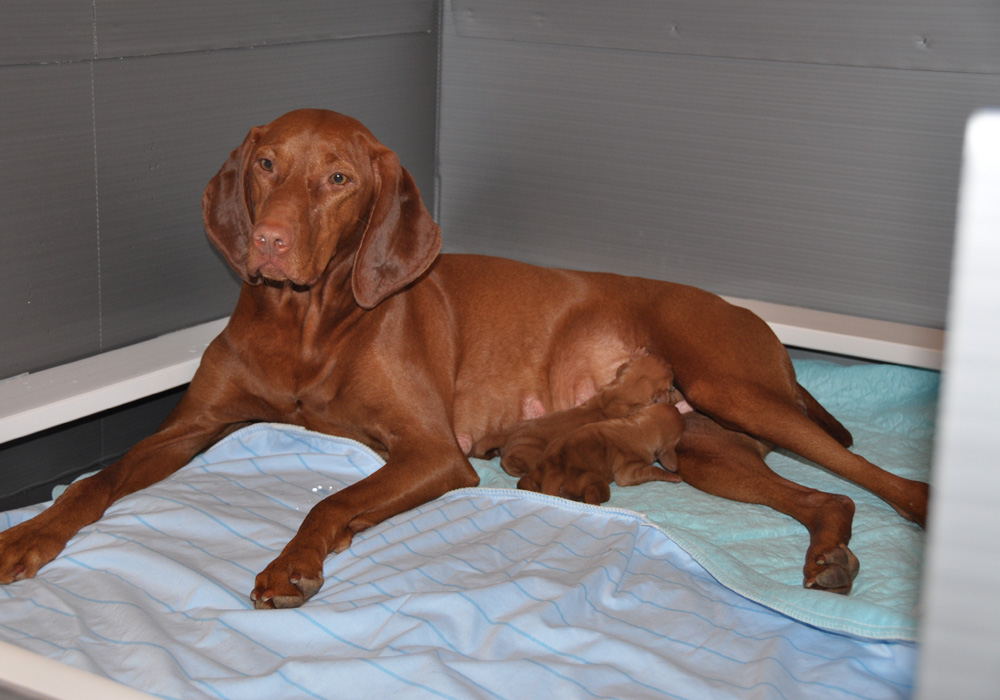 Pretty Mama Suede nursing her pups - The Picture of Perfect Health!