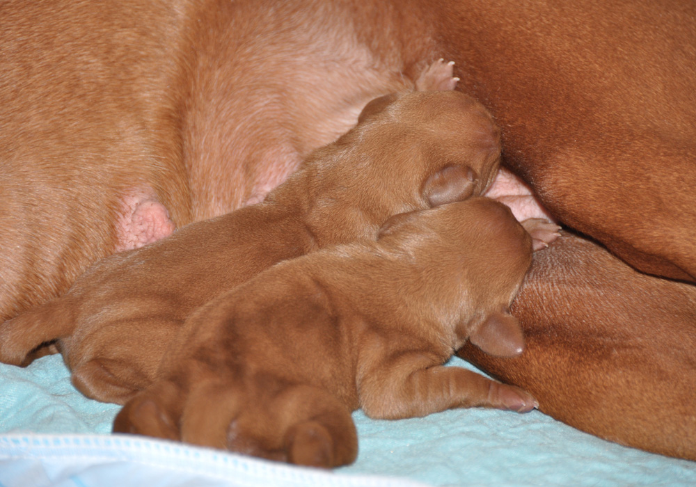 SuedeXSimon perfect little pups nursing