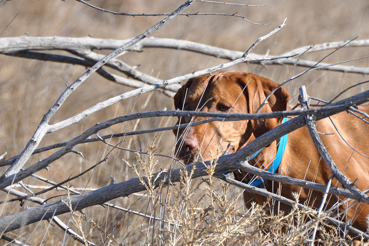 Vizsla Remus steady through the shot