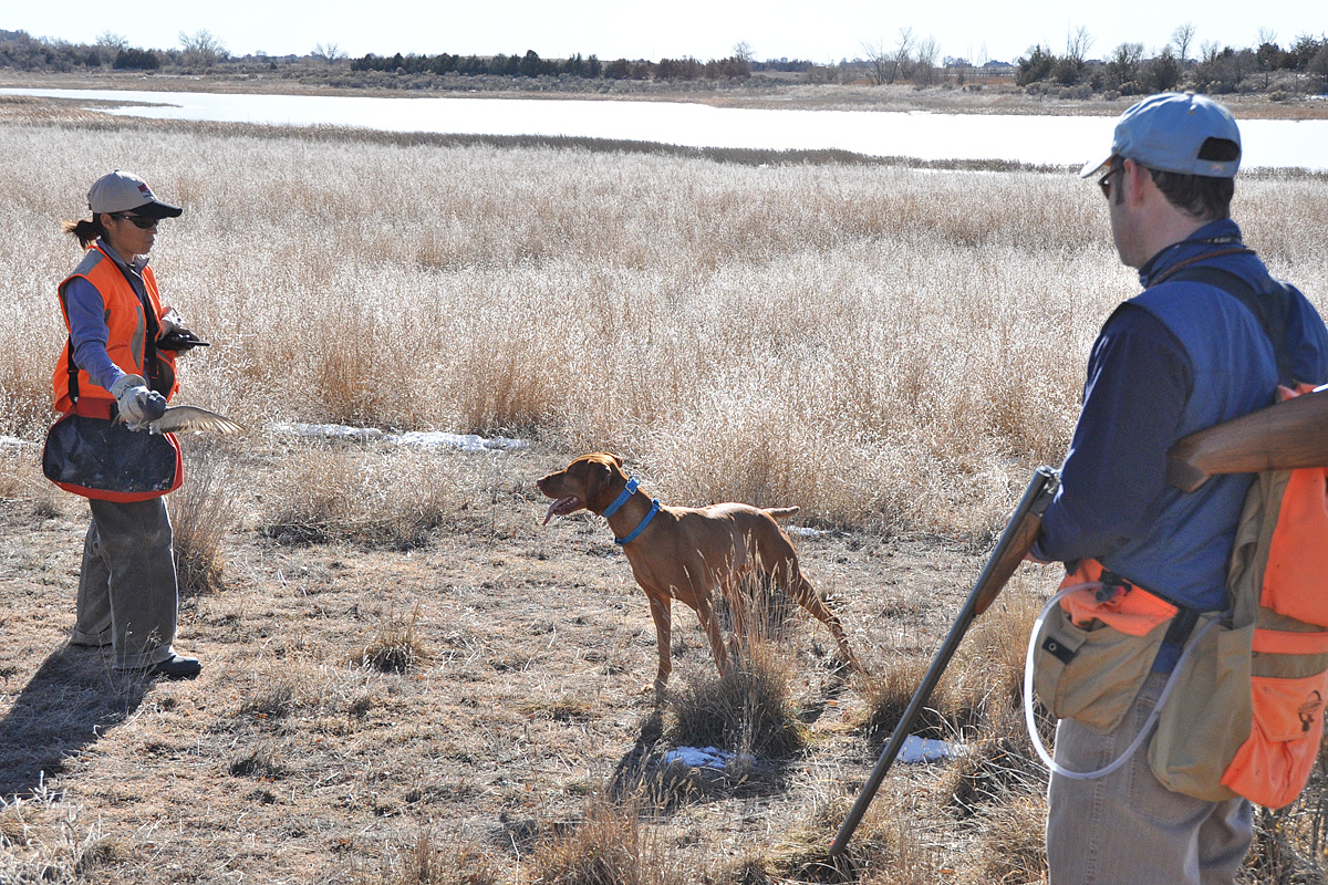 Mel and Aaron working Remus on steadiness to flushing birds