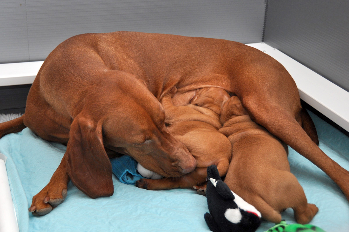 Suede nurses and cleans her pups