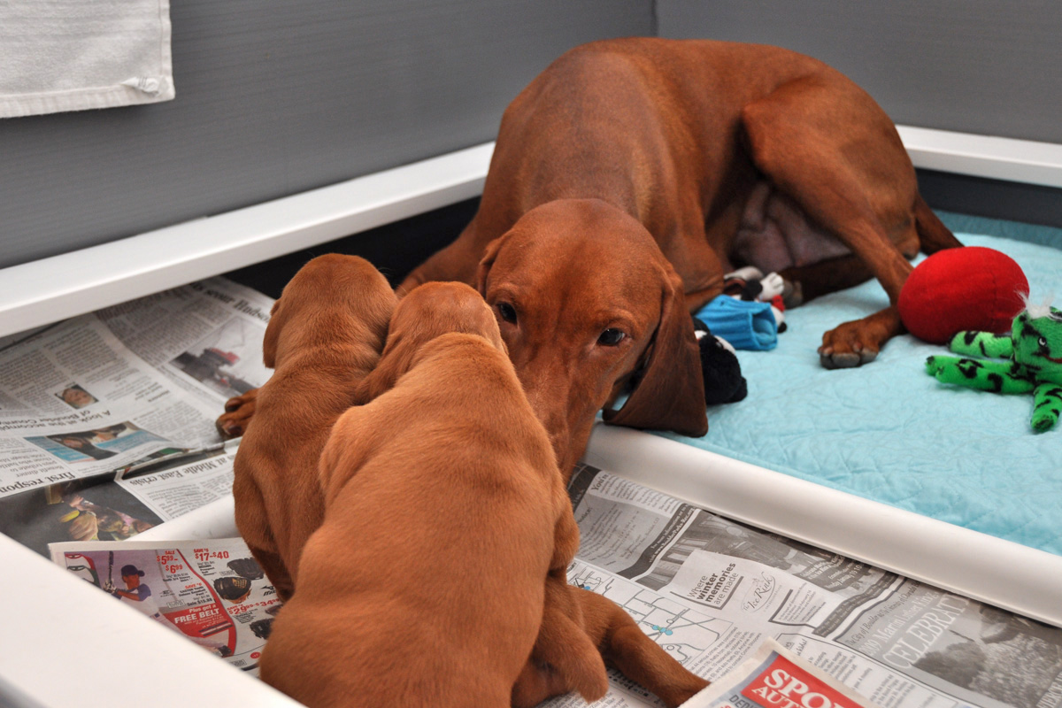 Mama Suede with her 16 day old Vizsla pups Hope and Change
