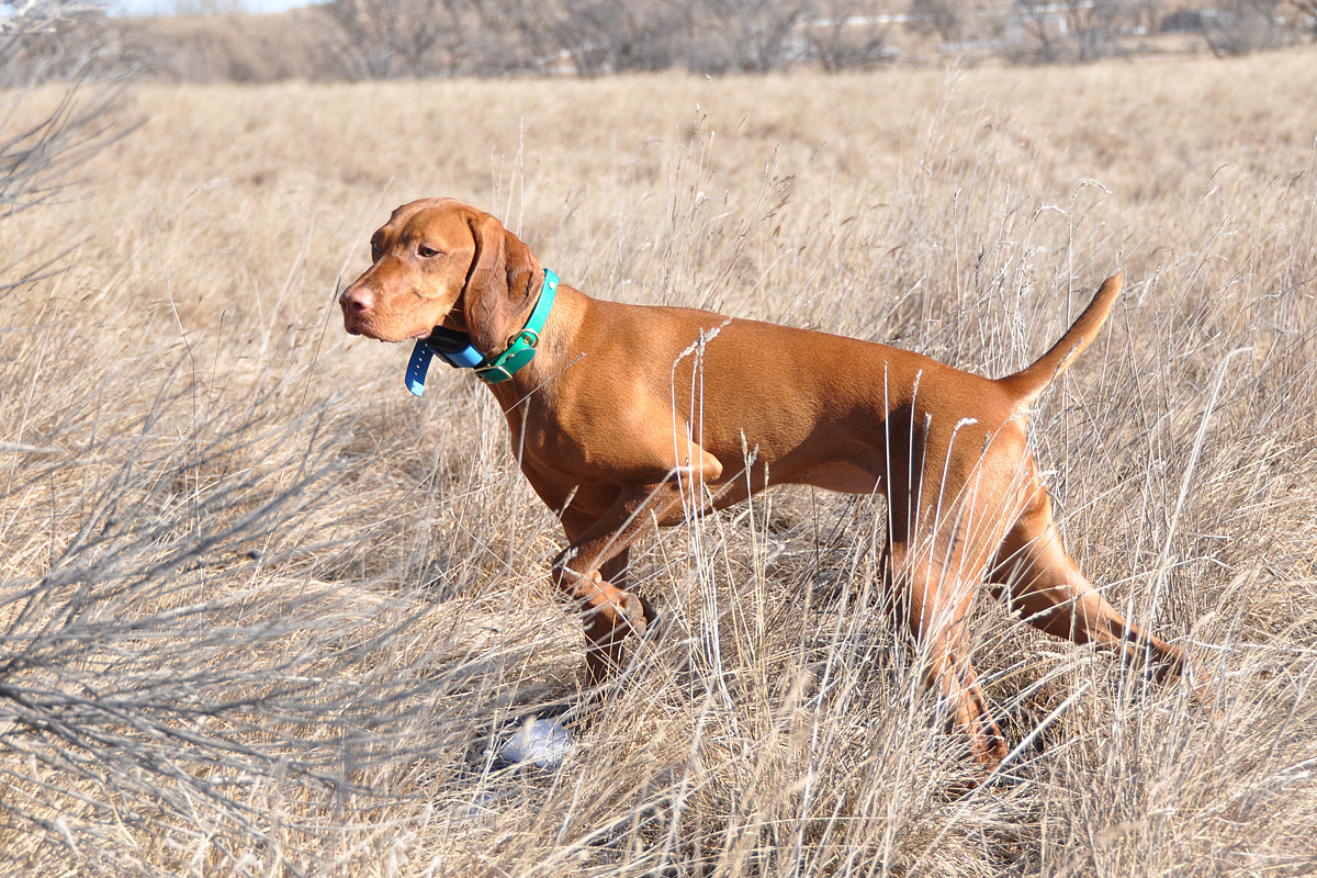 Vizsla puppy Trip shows off her pretty point