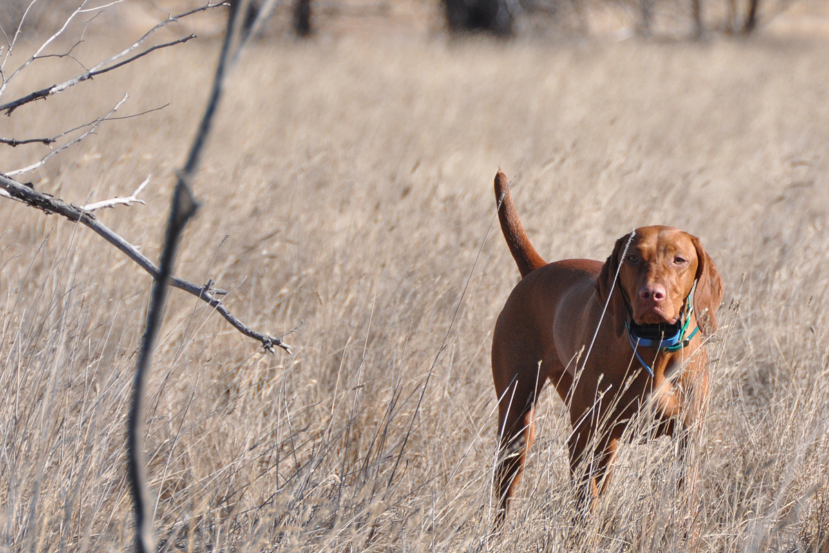 Vizsla pup Trip shows intensity on point
