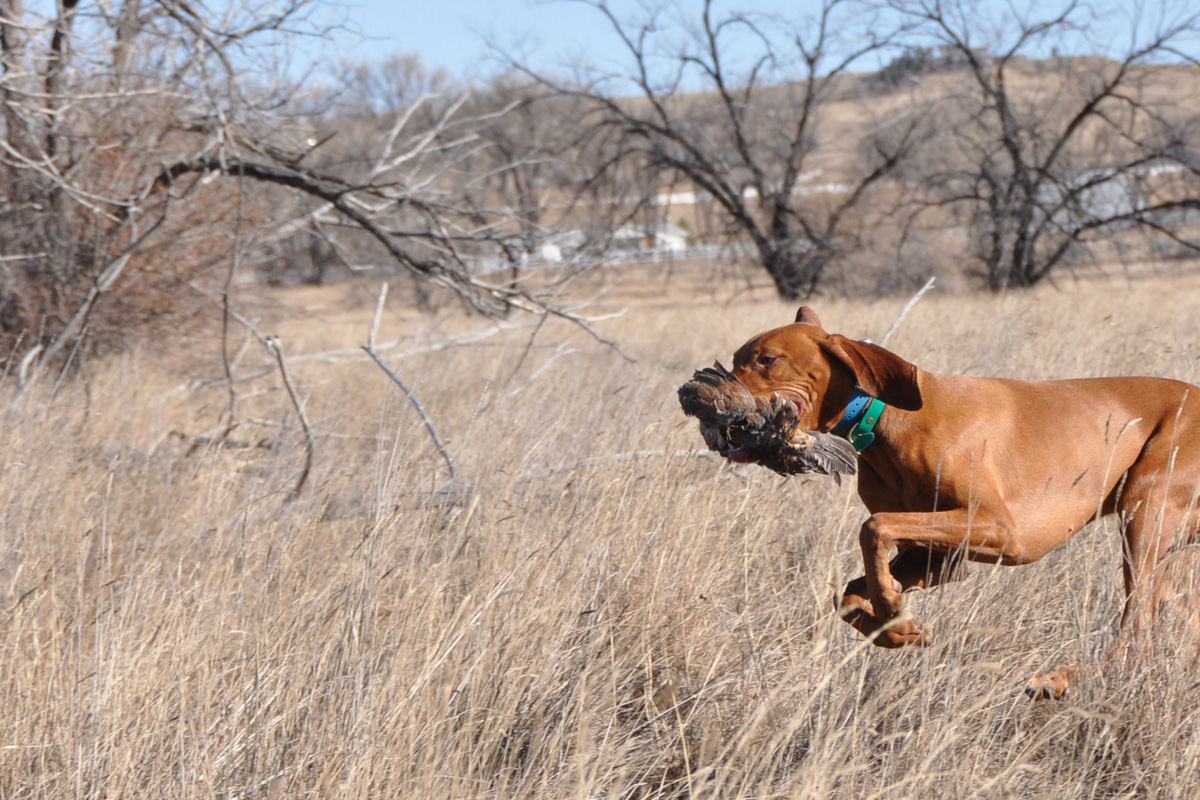 Vizsla pup Trip retrieving a quail