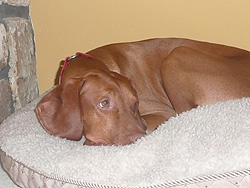 Vizsla Kosmo cozy and warm