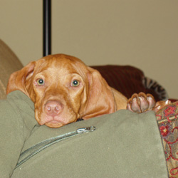 Too cute Vizsla puppy Kosmo