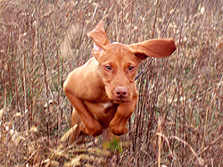 Vizsla puppy Lola flying through the cover