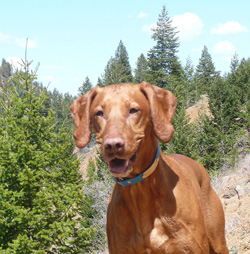 Handsome Vizsla Remus smiling in Colorado Springs, Colorado
