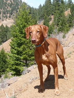 Handsome Vizsla Remus hiking in Colorado Springs, Colorado