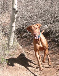 Handsome Vizsla Remus hiking in Colorado Springs, Colorado