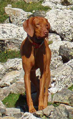 Vizsla Kos hiking a 14er - Colorado