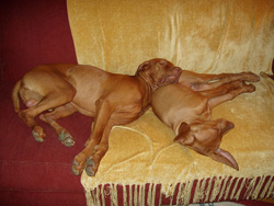 Kosmo and Lola sleeping on couch