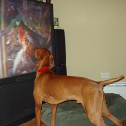 Vizsla Kos pointing pheasant on TV