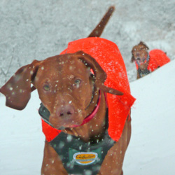 Vizsla Kosmo hiking in the snow in Colorado