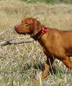 Vizsla Kosmo steady to the flush