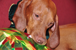 Vizsla Kosmo unwraps his Christmas gift